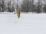 Coopers Hawk