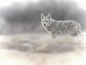 Coyote