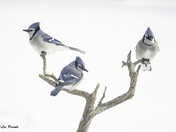 Blue Jays