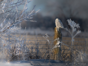 Frosty Snowy
