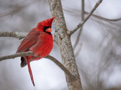 Northern Cardinal