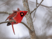 Northern Cardinal