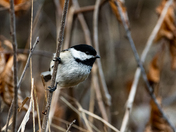 Black-capped Chickadee