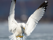 Ring-billed Gull Landing