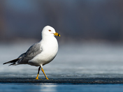 Ring-billed Gull