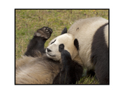 Panda bears