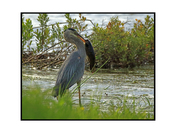 Heron with fish