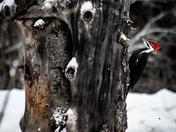 "This Pileated Woodpecker out in the Morning"