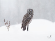 Snow Outside