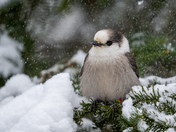 Canada jay