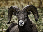 California Bighorn Profile