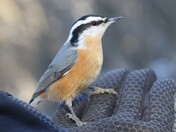 Red breasted Nuthatch 