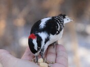 Downy Woodpecker