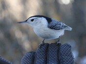 White-breasted Nuthatch