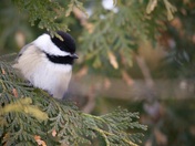 Chickadee