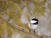 Chickadee