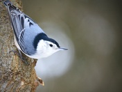 White-breasted nuthatch