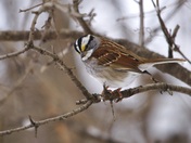 White throated sparrow