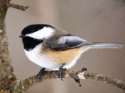 chickadee