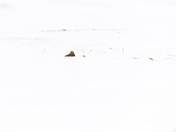 Short-eared Owl