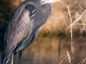 Portrait of a Great Blue Heron