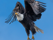 Bald Eagle