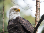 Bald Eagle Portrait