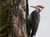 Pileated Woodpecker