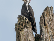 Pileated Woodpecker