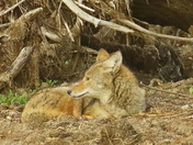 Resting Eastern Coyote