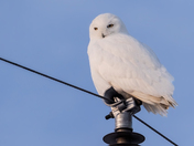 Snowy Owl