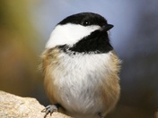 Chickadee