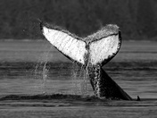 Humpback whales on Vancouver Island