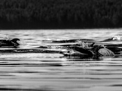 Surrounded by dolphins