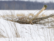 Another Short-eared Owl