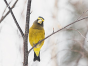 Evening Grosbeak 
