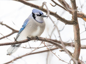 Blue Jay