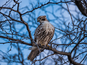 red-tailed hawk in downs view park