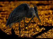 Great blue heron