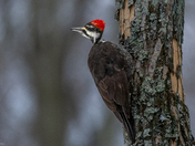 Pileated woodpecker