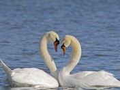 Love is the Air!  