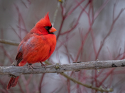 Red is for Valentines day