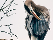 Every Feather Perfect