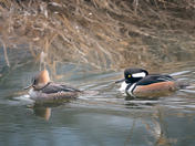 Hooded Mergansers