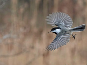 Chickadee dee dee