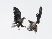Fighting Eagles