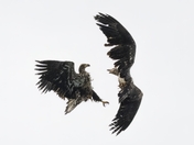 Fighting Eagles