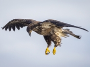 Eagle Talons