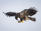 Eagle Talons