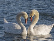 Love is in the Air!!